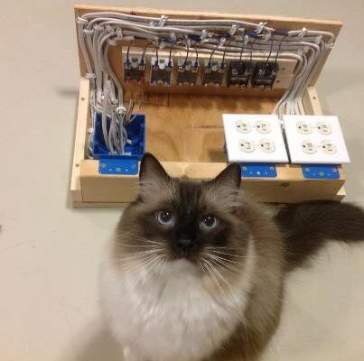 Cat and box of wiring