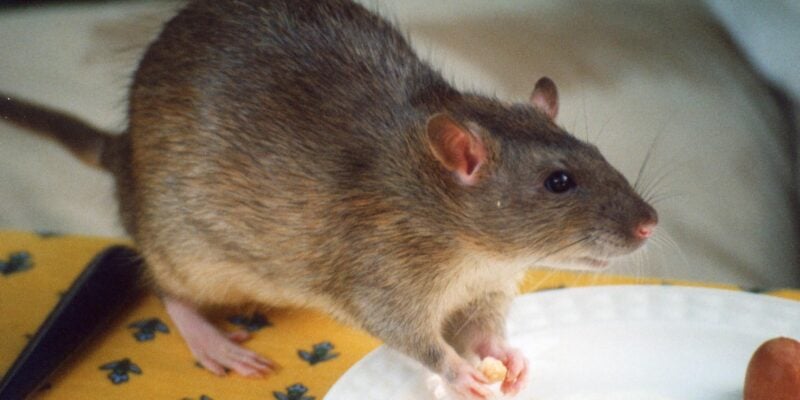 rat eating someone's lunch