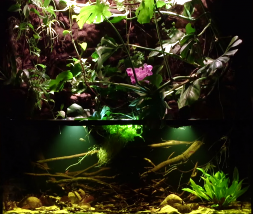 Raspberry Rainforest Amazonian rainforest simulation - Raspberry Pi