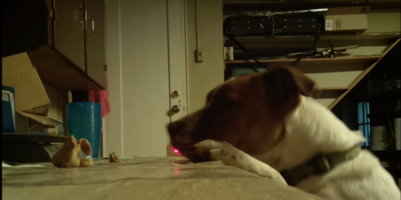 Laser Dog Watcher
