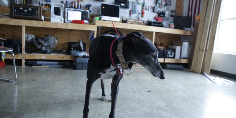 Sniffur – dog tracker