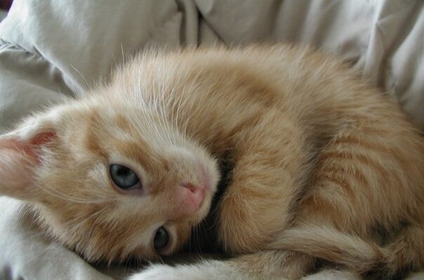 cute kitten
