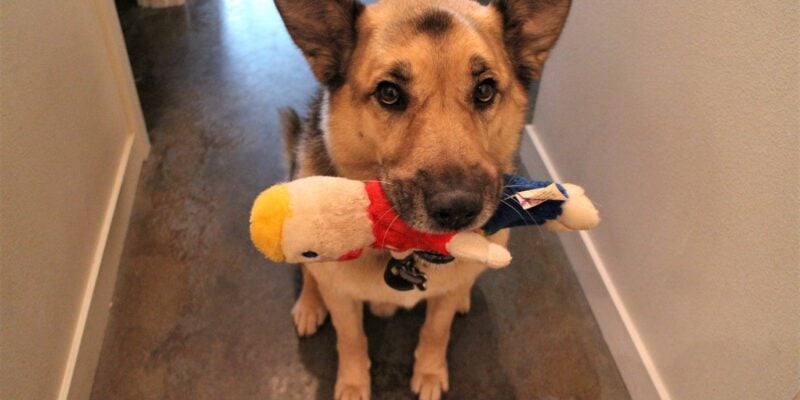 IoT Pet Monitor Bark Back Raspberry Pi