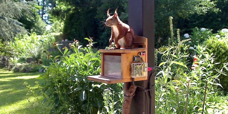 Squirrel Cafe Raspberry Pi The MagPi