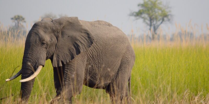 Open source hardware for nature conservation