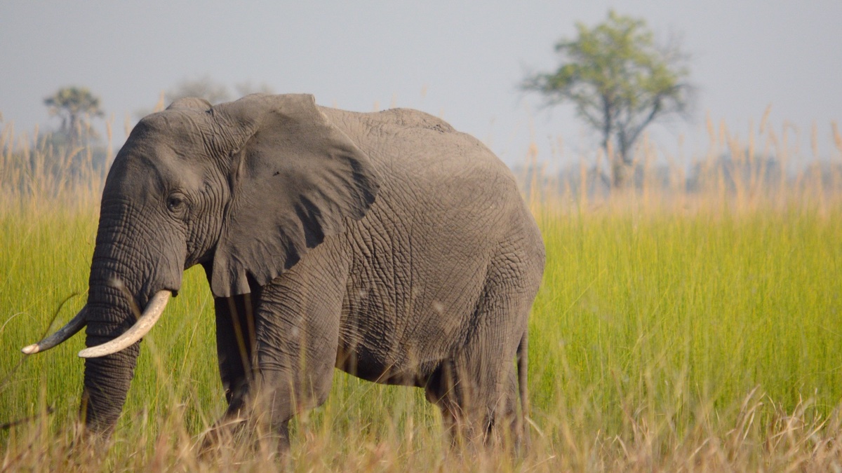 Open source hardware for nature conservation