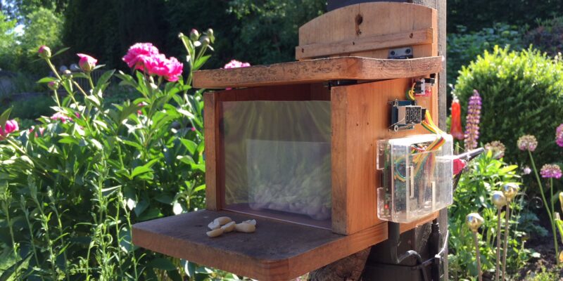 The Squirrel Cafe