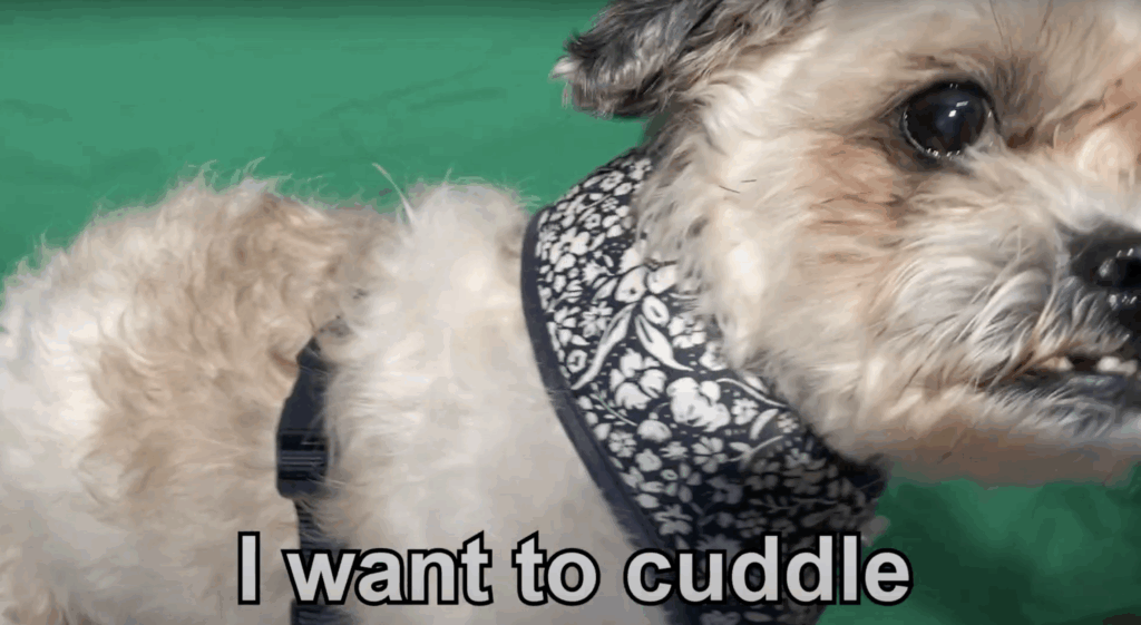 dog translation collar telling viewers the barking dog wants a cuddle