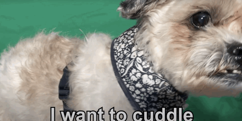 dog translation collar telling viewers the barking dog wants a cuddle