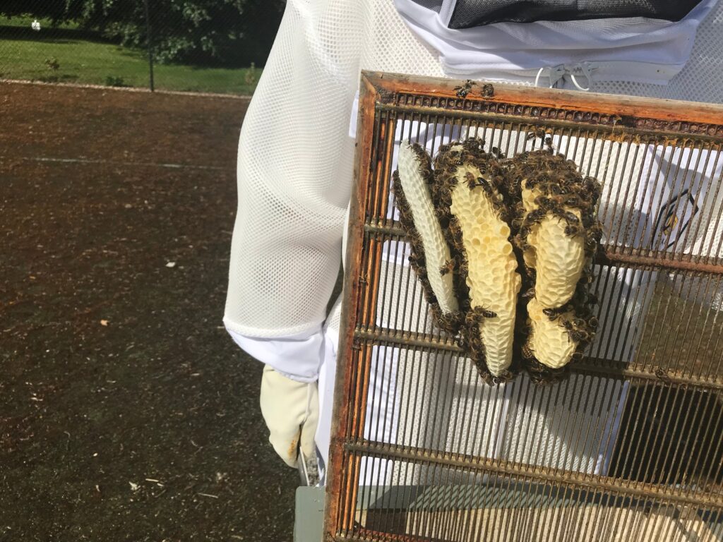 Hive mind with Pye Bee - Raspberry Pi