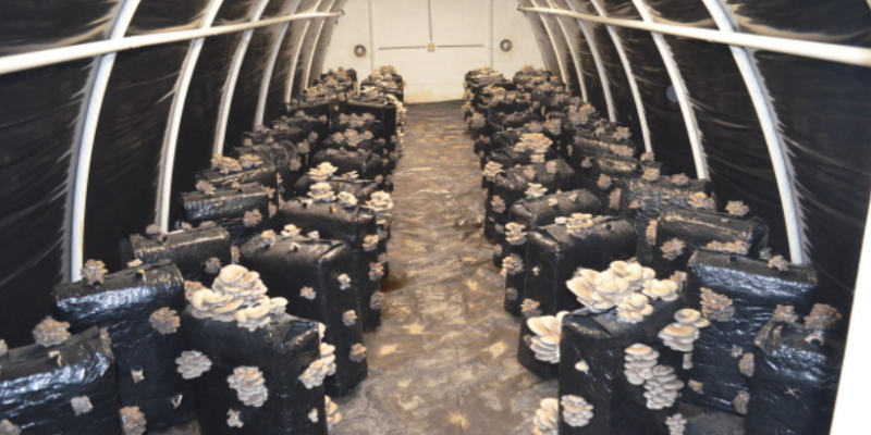 Szerafin MM5D Mushroom Farm