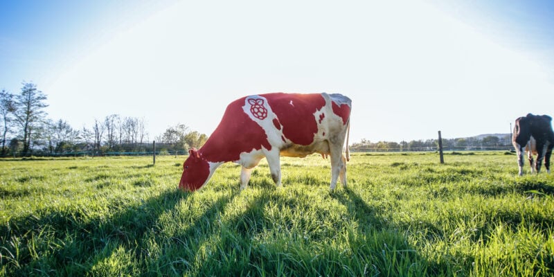 pico w picow cow high res