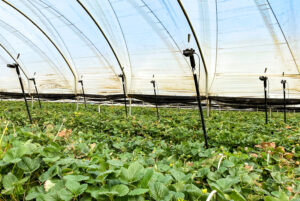 Pi-powered pollination monitors support farming in Australia - Raspberry Pi