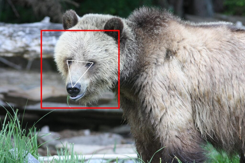 The face detection software immediately recognises and marks each bear’s facial triangle of eyes and nose