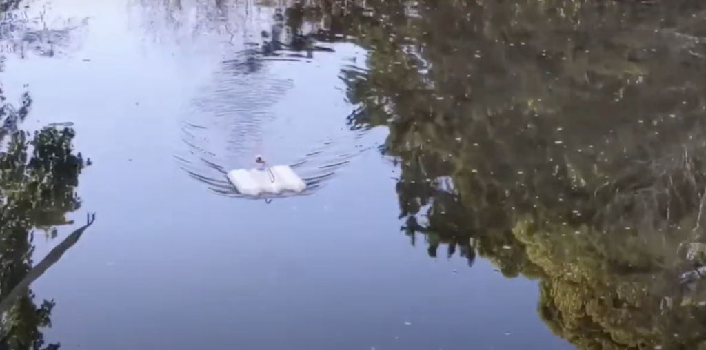 Roboat out on the water