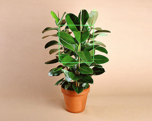 a ficus plant in a terracotta pot against a plain beige background with a fake facial recognition green square oscillating in front of it