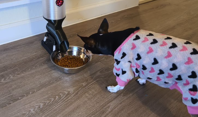 Pikita the chihuahua sniffing to dog food bowl at the foot of the dispenser on a wooden floor