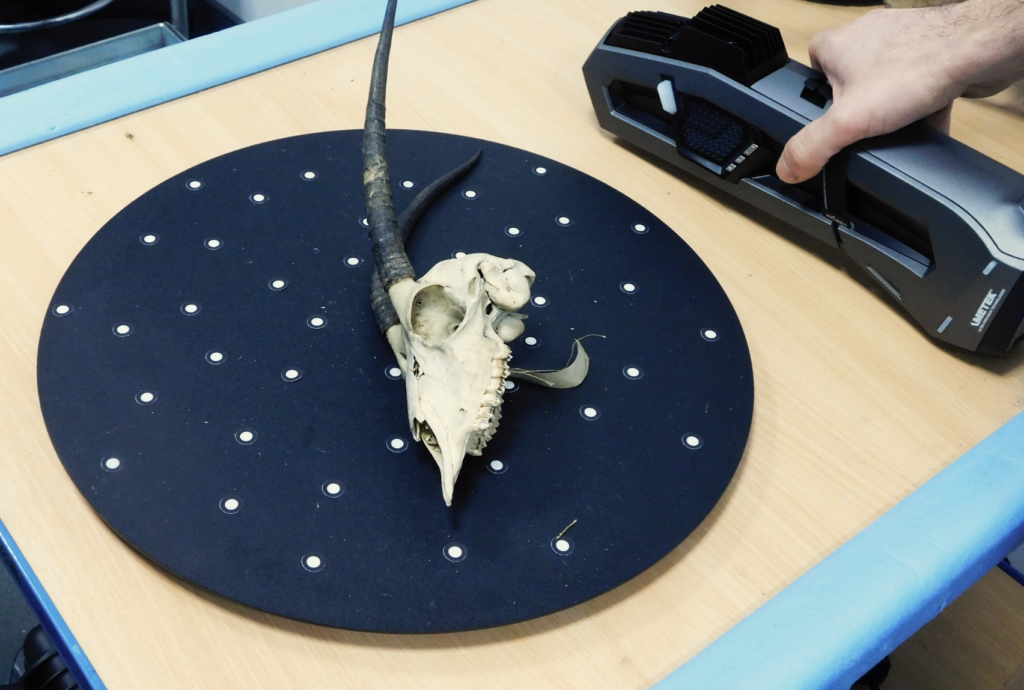 This image shows a 3D scanning process of an animal skull with long horns. Here are some key points:
The skull belongs to an animal that is part of the natural history collection of the museum.
The person scanning the skull is using a Creaform hand scanner, which is a device that projects a pattern on the object and captures its shape and texture.
The skull is placed on a dark, round platform with white markers, which help the scanner track its position and orientation in 3D space.