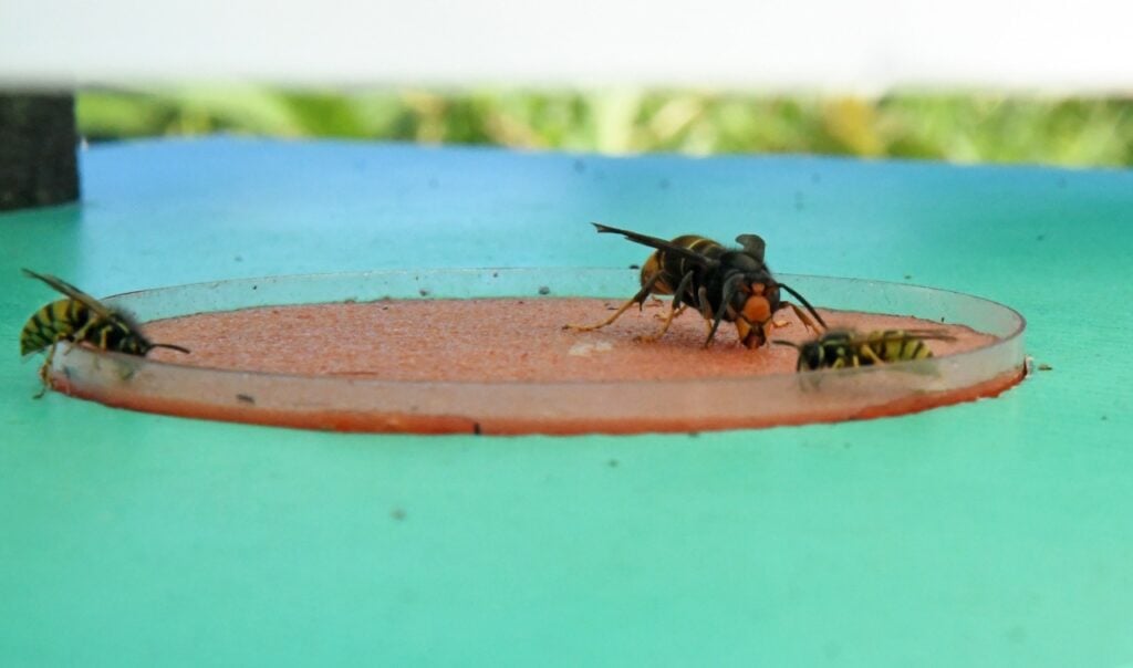 The VespAI system is inactive unless an insect of the correct size is detected on the bait station