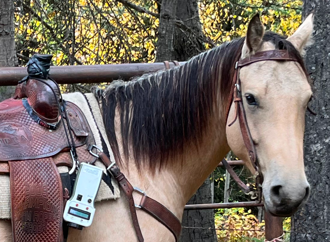 Ruggedised Raspberry Pi Flokk herd management with Raspberry Pi Zero W | Блог Евоком.ЮА