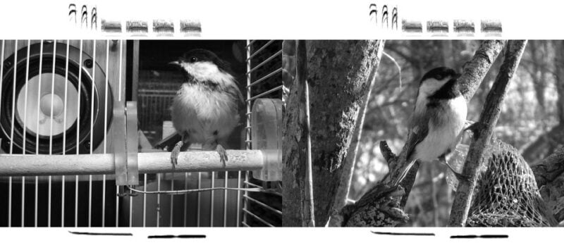 Raspberry Pi reveals songbirds' favourite sounds - Raspberry Pi