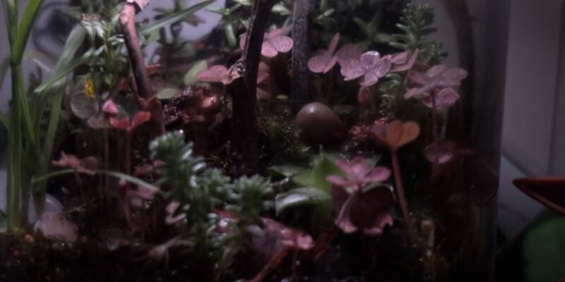 Raspberrarium terrarium
