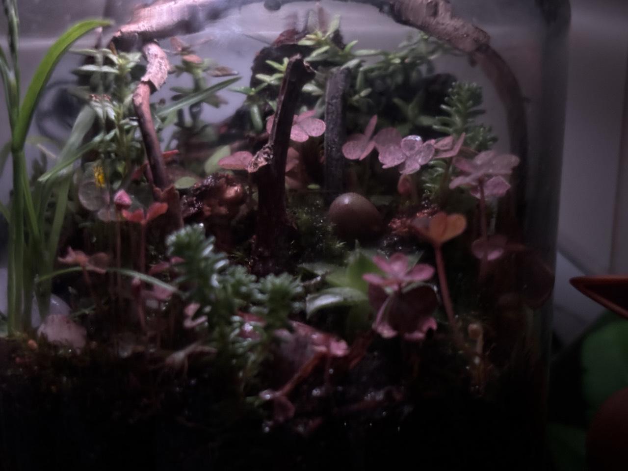 Raspberrarium terrarium